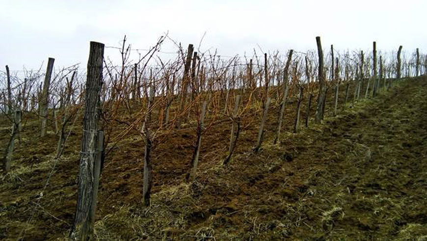 Kako niske temperature utiču na vinovu lozu
