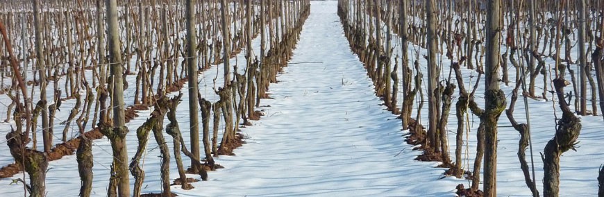 Kako niske temperature utiču na vinovu lozu